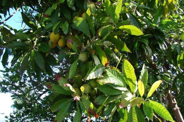 Canistel - Pouteria Campechiana - Zapote amarillo - El Nou Garden