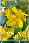 Canna de hoja verde Richard Wallace - Canna x generalis - Bulbos - El Nou Garden