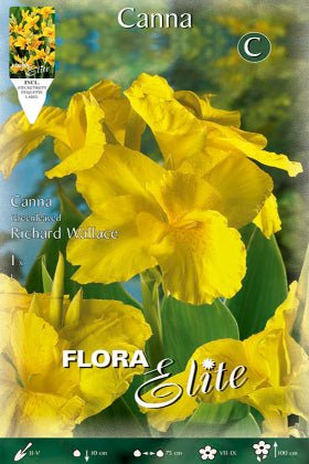 Canna de hoja verde Richard Wallace - Canna x generalis - Bulbos - El Nou Garden
