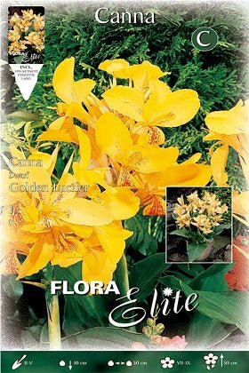 Canna enana Golden Lucifer - Bulbos - El Nou Garden