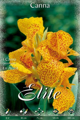 Canna hoja verde amarilla moteado naranja - Bulbos - Batlle - El Nou Garden