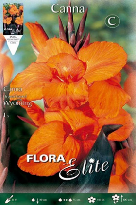 Canna naranja hoja oscura - Bulbos - El Nou Garden