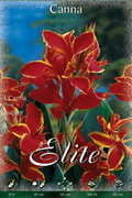Canna roja hoja oscura borde amarillo - Lucifer - Bulbos - El Nou Garden