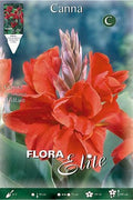 Canna roja hoja verde - Bulbos - El Nou Garden
