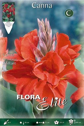 Canna roja hoja verde - Bulbos - El Nou Garden