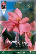 Canna rosa hoja oscura - Bulbos - El Nou Garden
