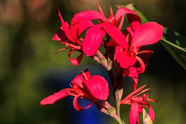 Canna Tropical - El Nou Garden