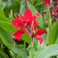 Canna Tropical - El Nou Garden