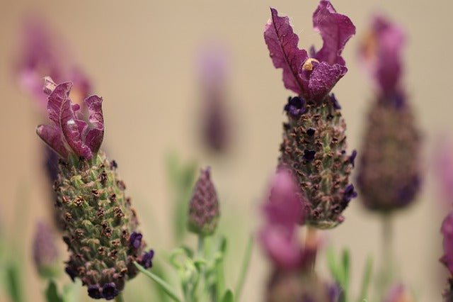 Cantueso Lavinia Kew Red - Lavandula stoechas - El Nou Garden