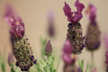 Cantueso Lavinia Kew Red - Lavandula stoechas - El Nou Garden