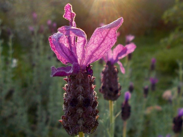 Cantueso Lavinia Kew Red - Lavandula stoechas - El Nou Garden