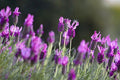 Cantueso Lavinia Rose - Lavandula stoechas - El Nou Garden