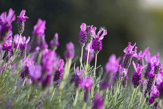 Cantueso Lavinia Rose - Lavandula stoechas - El Nou Garden
