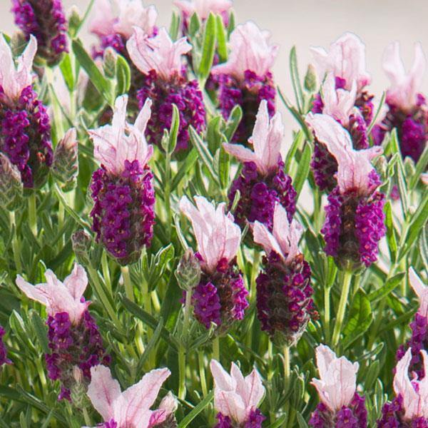 Cantueso Lavinia Rose - Lavandula stoechas - El Nou Garden