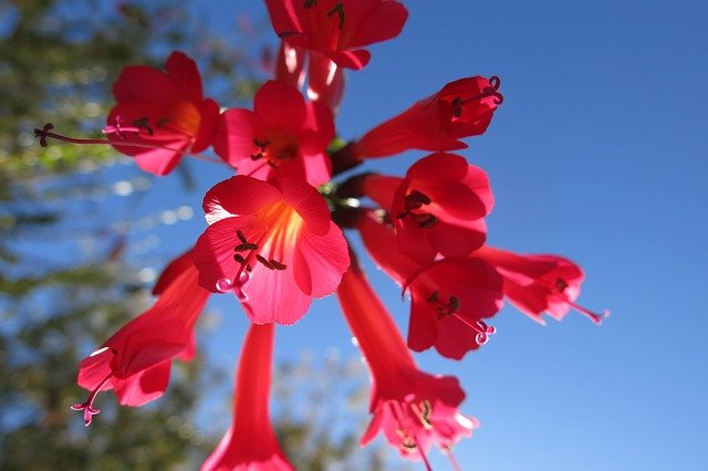 Cantuta - Cantua buxifolia - El Nou Garden