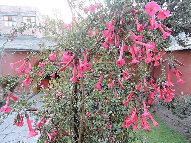 Cantuta - Cantua buxifolia - El Nou Garden