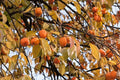 Caqui Jiro - Diospyros kaki - El Nou Garden