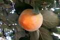 Caqui Kostata - Diospyros kaki - El Nou Garden