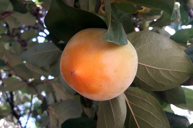 Caqui Kostata - Diospyros kaki - El Nou Garden