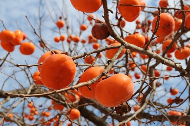 Caqui Sharoni - Palosanto - Diospyros kaki - El Nou Garden