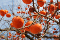 Caqui Sharoni - Palosanto - Diospyros kaki - El Nou Garden
