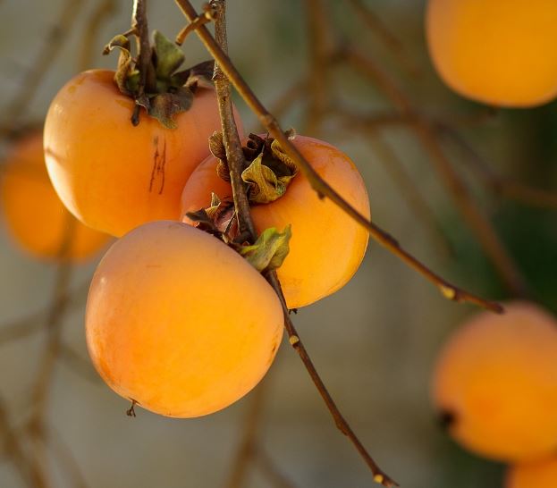 Caqui Sharoni - Palosanto - Diospyros kaki - El Nou Garden