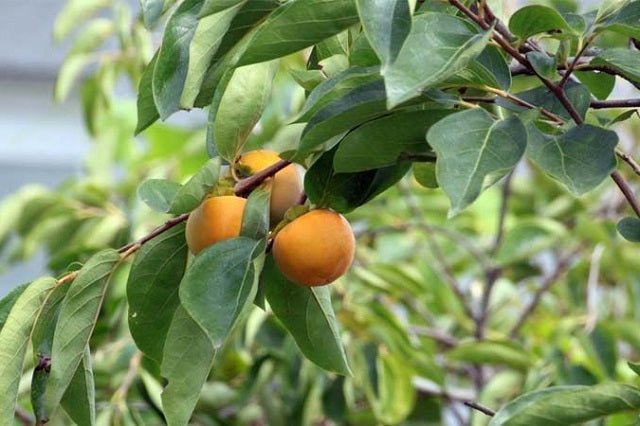 Caqui tomatero - Diospyros kaki - El Nou Garden