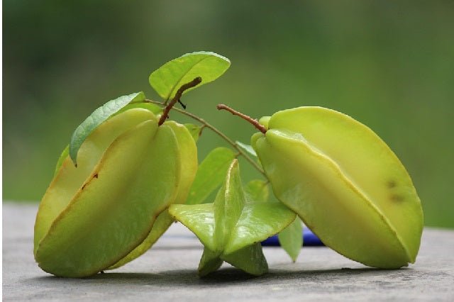 Carambola - Averrhoa carambola - El Nou Garden