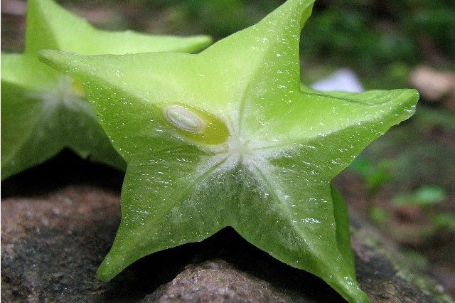 Carambola - Averrhoa carambola - El Nou Garden