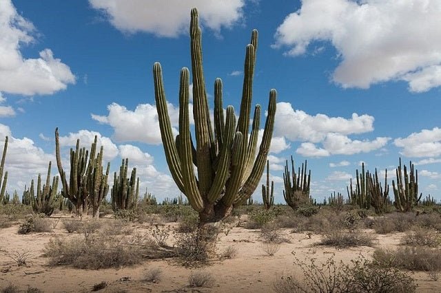 Cardón gigante - Pachycereus pringlei - El Nou Garden