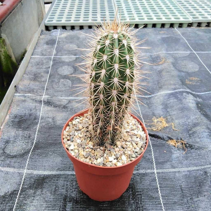 Cardón gigante - Pachycereus pringlei - El Nou Garden