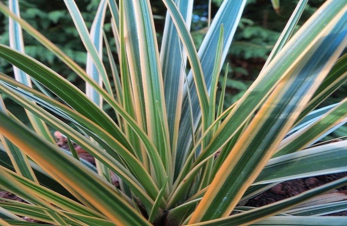 Cárice mix - Carex - El Nou Garden