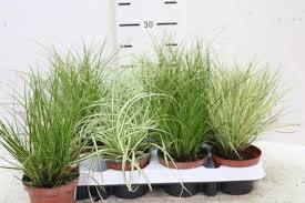 Cárice mix - Carex - El Nou Garden