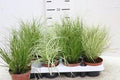 Cárice mix - Carex - El Nou Garden