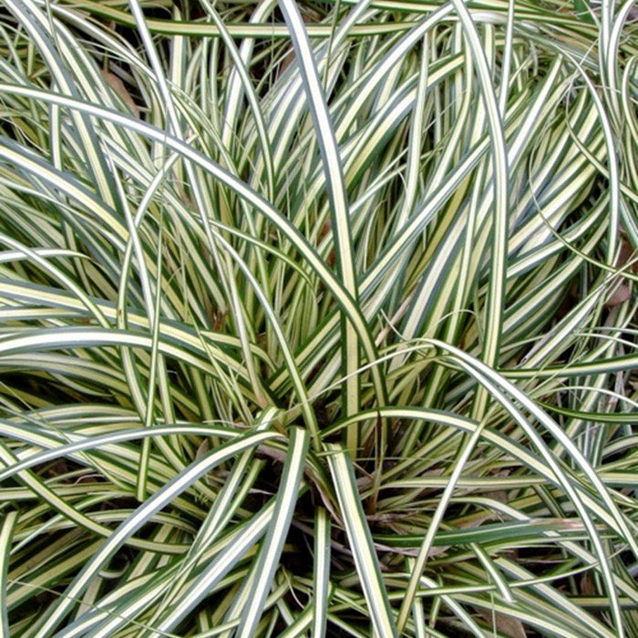 Cárice mix - Carex - El Nou Garden