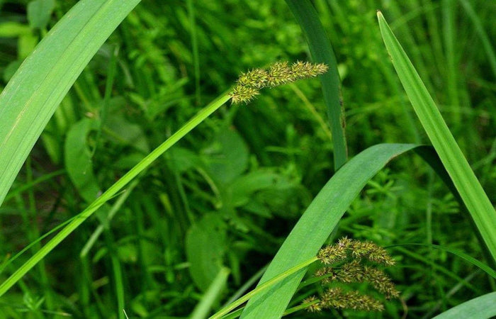 Cárice vulpina - Carex vulpina cuprina - El Nou Garden