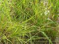 Cárice vulpina - Carex vulpina cuprina - El Nou Garden