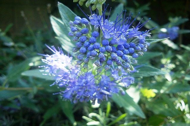 Cariópteris Heavenly Blue - Caryopteris clandonensis Heavenly Blue - El Nou Garden