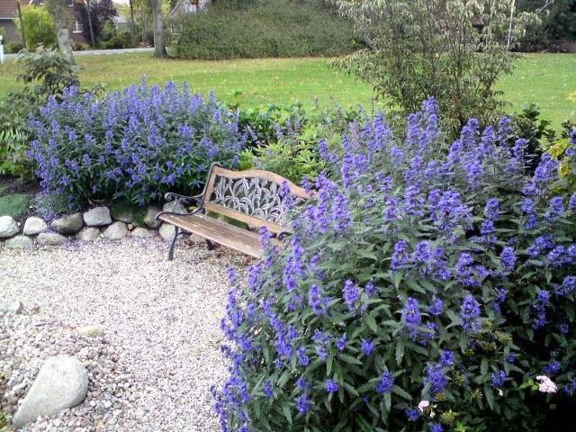 Cariópteris Heavenly Blue - Caryopteris clandonensis Heavenly Blue - El Nou Garden