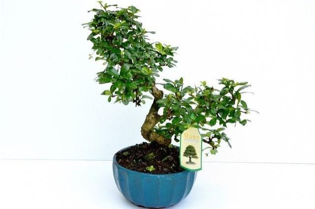 Carmona - Carmona microphylla - Bonsai - El Nou Garden