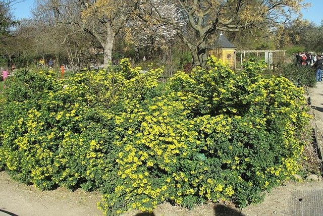Carolina del jardín - Coronilla - Coronilla valentina Glauca - El Nou Garden