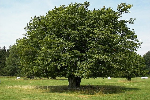 Carpe - Carpinus betulus - Abedulillo - El Nou Garden