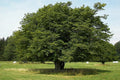 Carpe - Carpinus betulus - Abedulillo - El Nou Garden