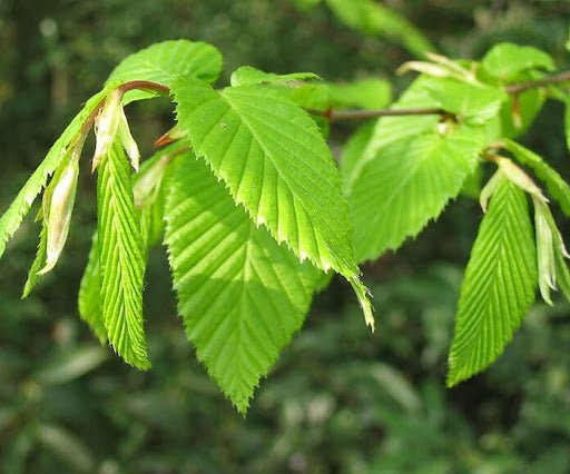 Carpe - Carpinus betulus - Abedulillo - El Nou Garden