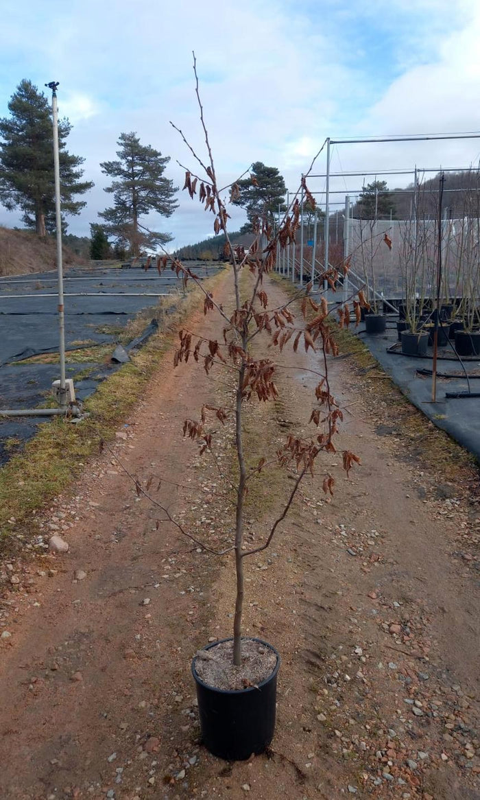 Carpe - Carpinus betulus - Abedulillo - El Nou Garden