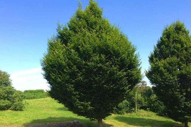Carpe piramidal - Carpinus betulus Fastigiata - El Nou Garden