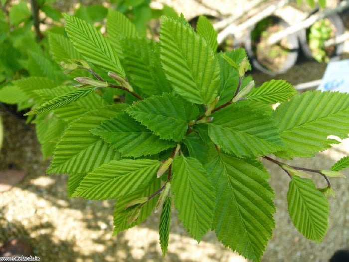 Carpe piramidal - Carpinus betulus Fastigiata - El Nou Garden