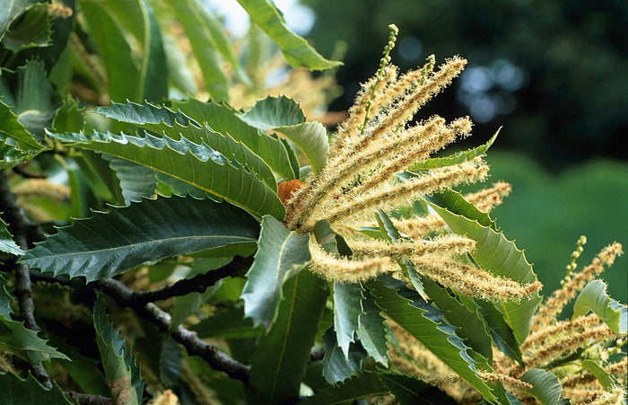 Castaño común - Castanea sativa - El Nou Garden