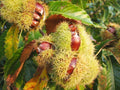 Castaño común - Castanea sativa - El Nou Garden
