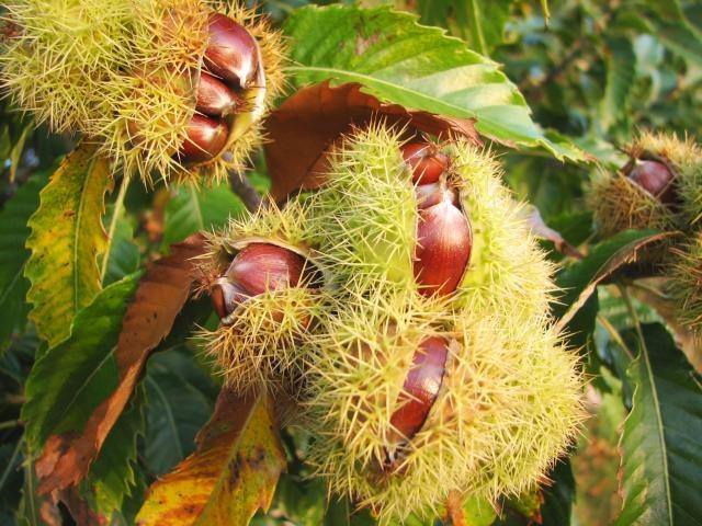 Castaño común - Castanea sativa - El Nou Garden